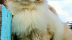 Ragdoll (fotografija): pasmina dobroćudnih mačjih divova iz amerike